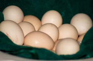 Farm fresh eggs