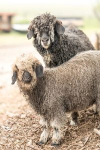 Angora Goats