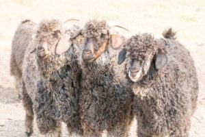 Angora Goats