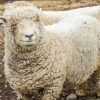 Southdown – Baby Doll Sheep Southdown Sheep - "Baby Doll"