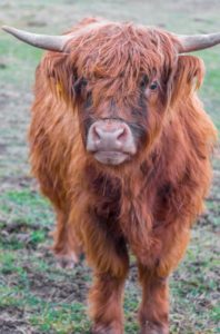 Highland cattle on the rise as an easy breed to handle - Agweek