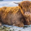 About Highland Cattle Highland cow at ATI Farms
