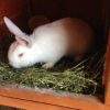 Samson, Abigail, and Hannah rabbit