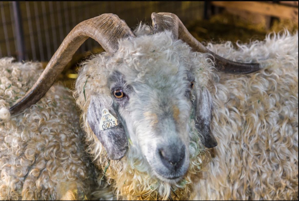 Angora Goat Images - ATi Farms Angora Goats and Fiber