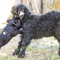 An Angora goat kid and a pot belly pig playing together in a grassy area with a harness and a collar.
