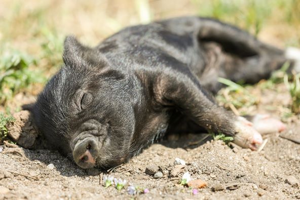 A sleeping black pigl on a dirt ground with purple flowers.