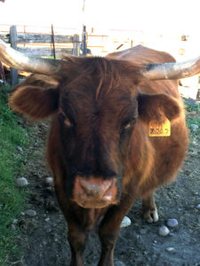 American Highland Cow at ATI Farms