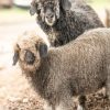 angora-goats