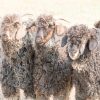 angora-goats-grey