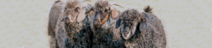 Angora Goats - Mohair