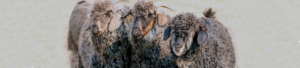Angora Goats - Grey Mohair