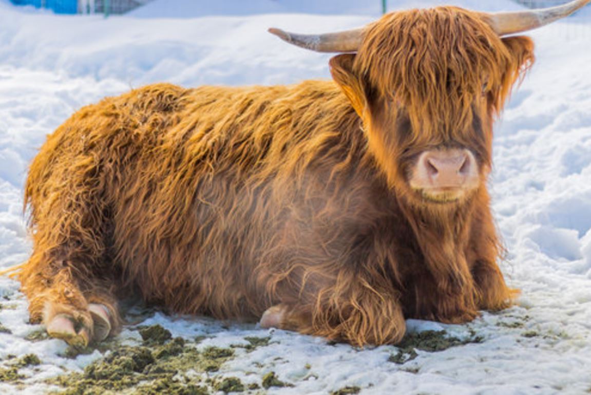 Highland cattle on the rise as an easy breed to handle - Agweek