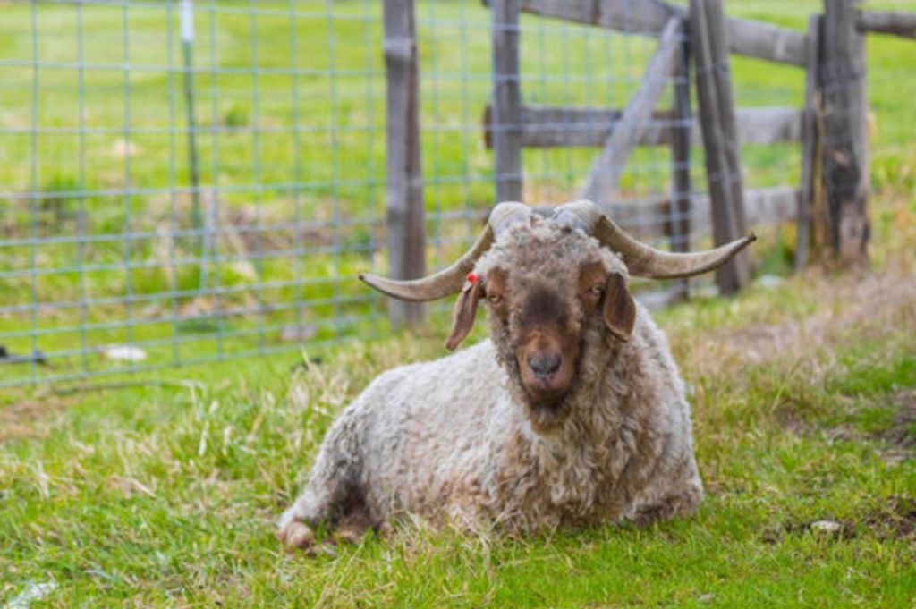 Angora Goats ATi Farms Angora Goats and Fiber